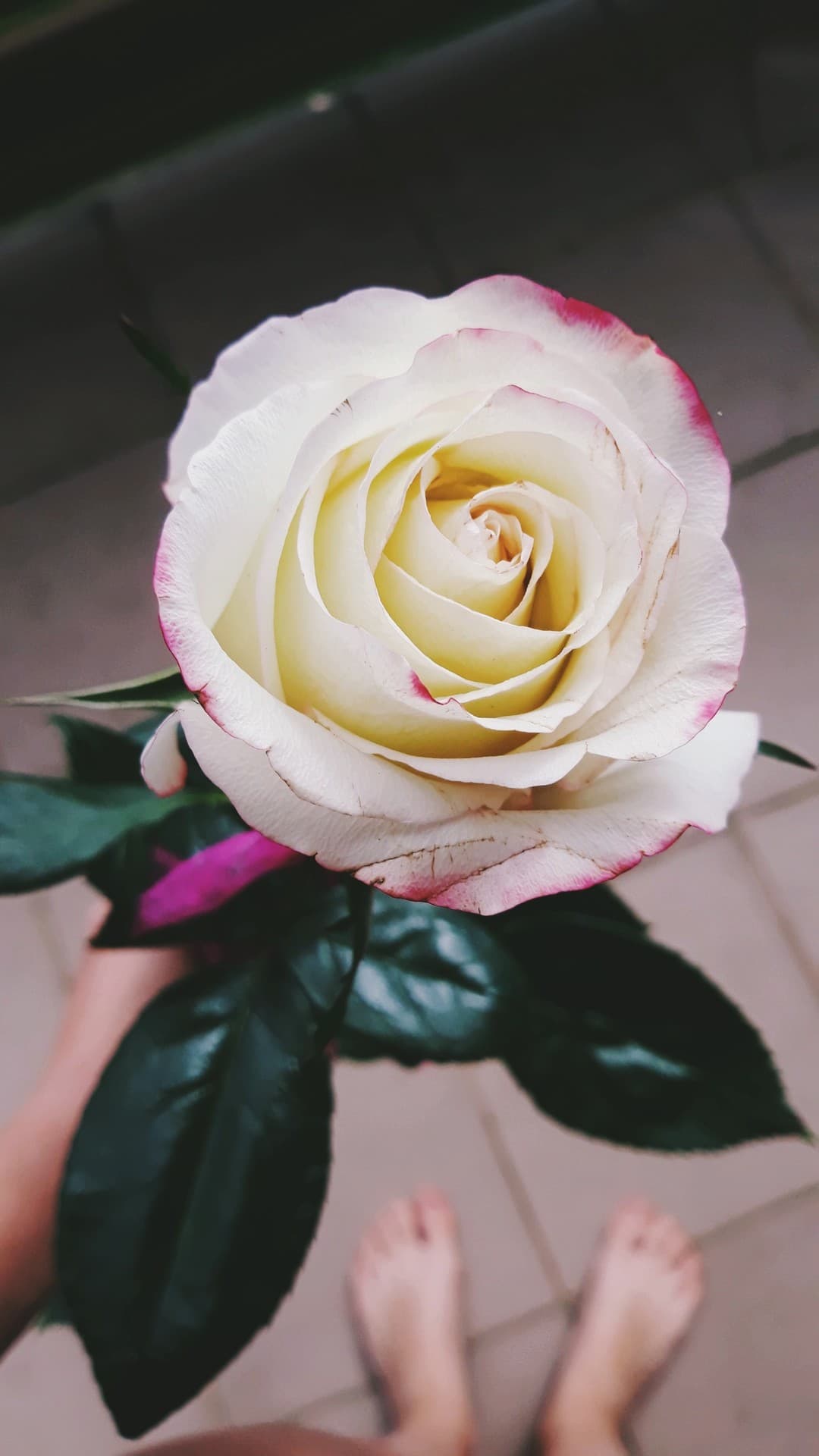 rose