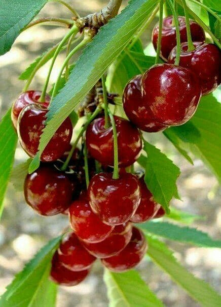 cherries