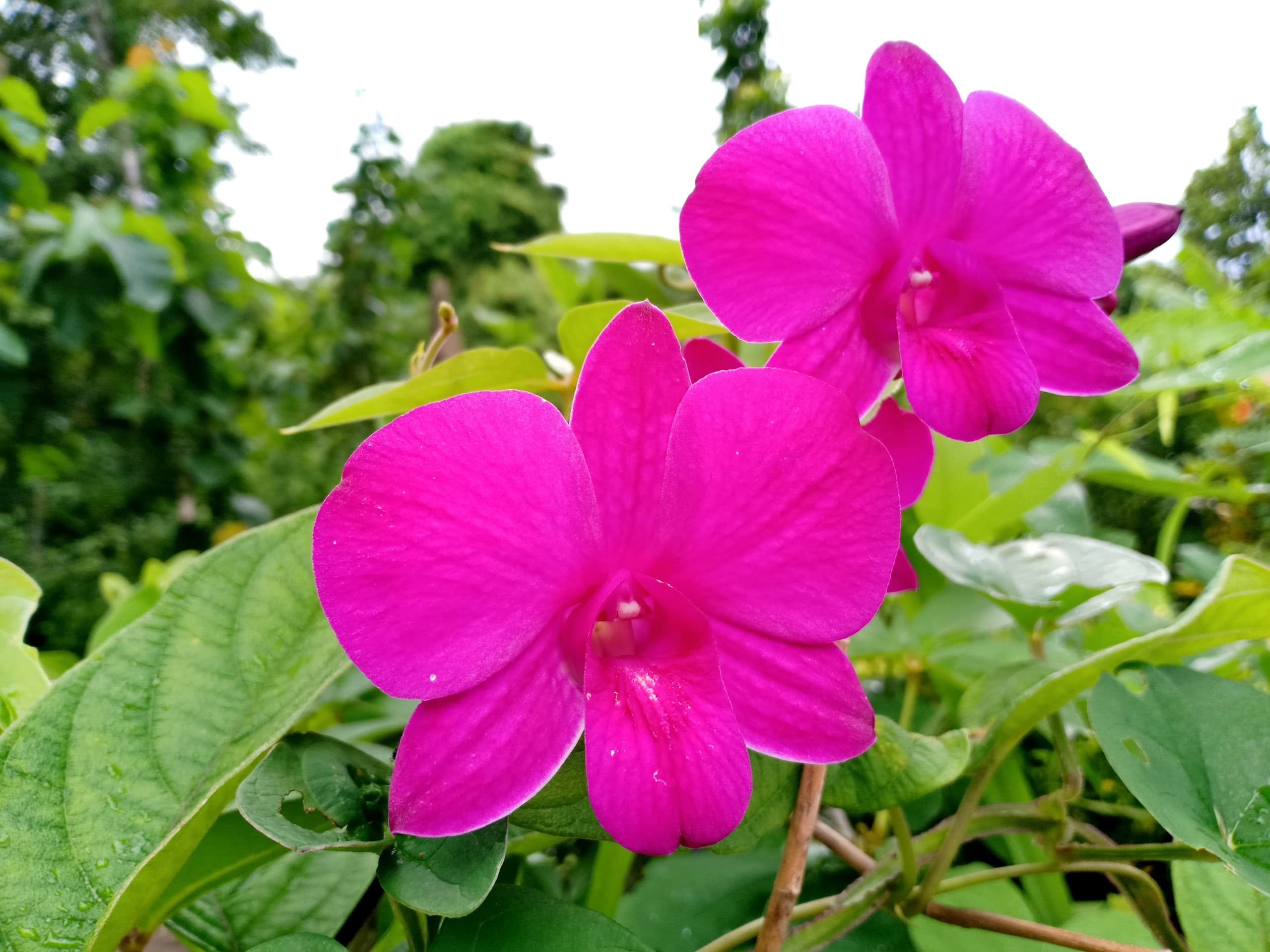 orchid