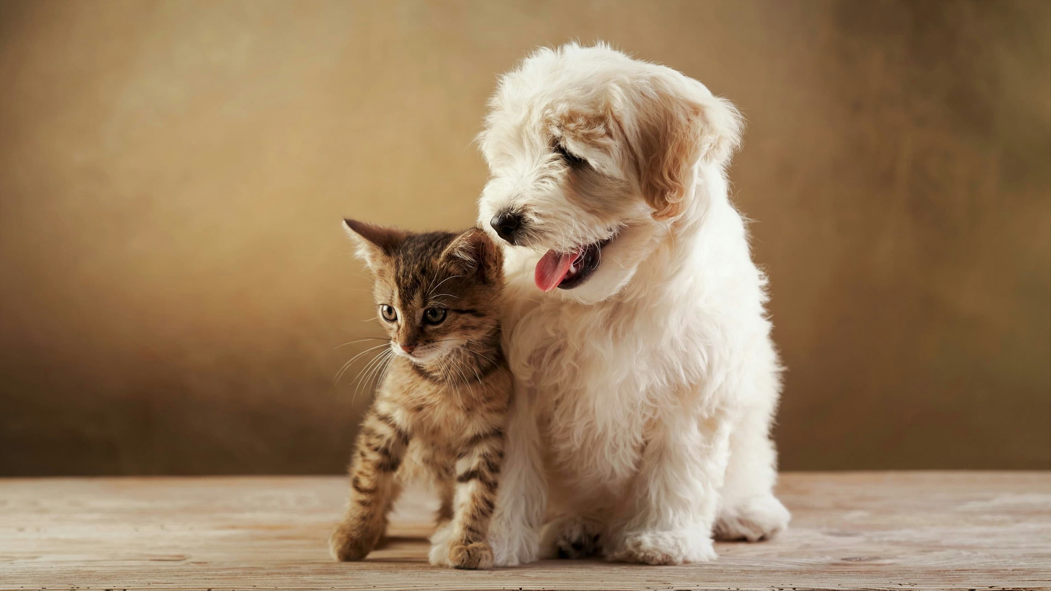 Hund katze