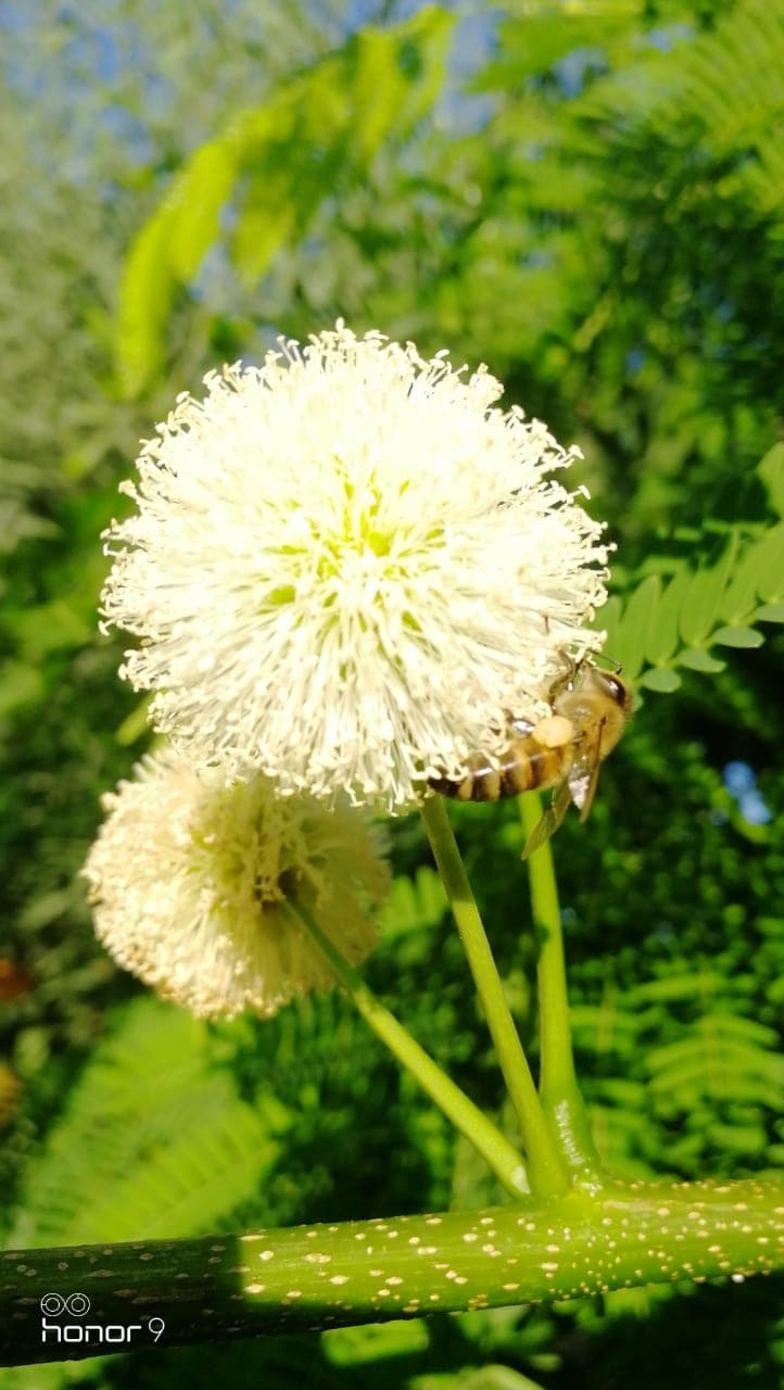 fowers
