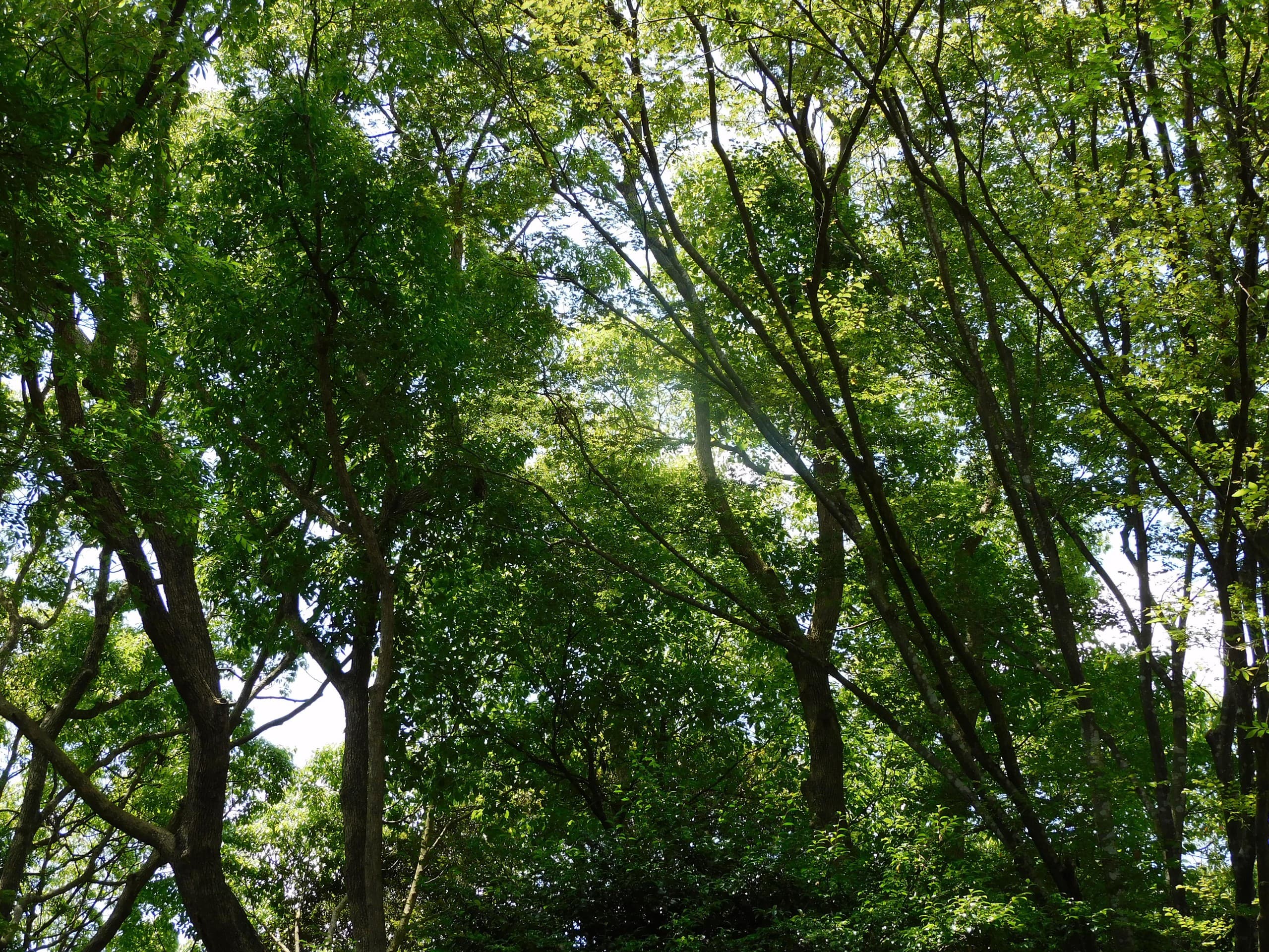 Trees