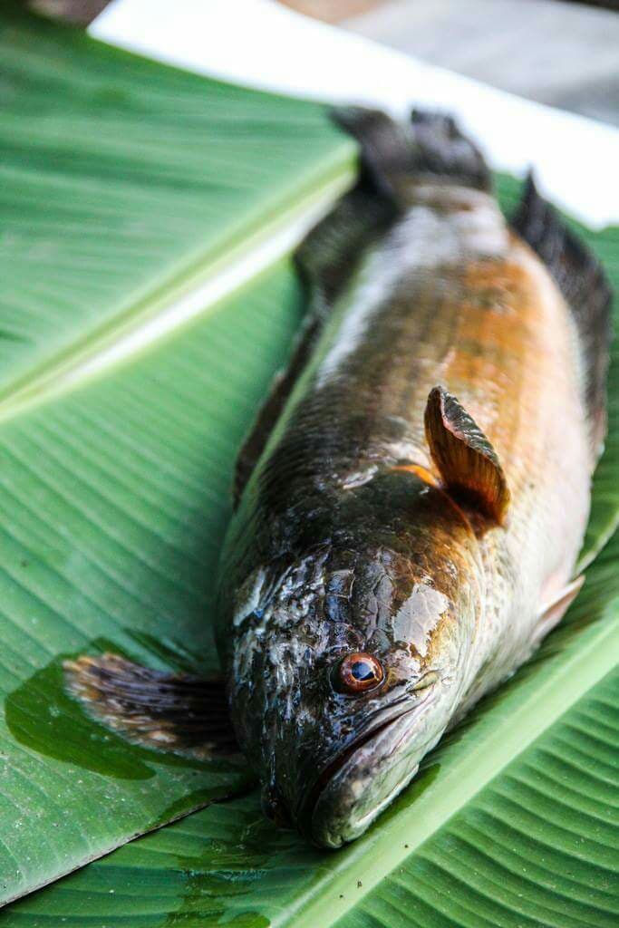 fish