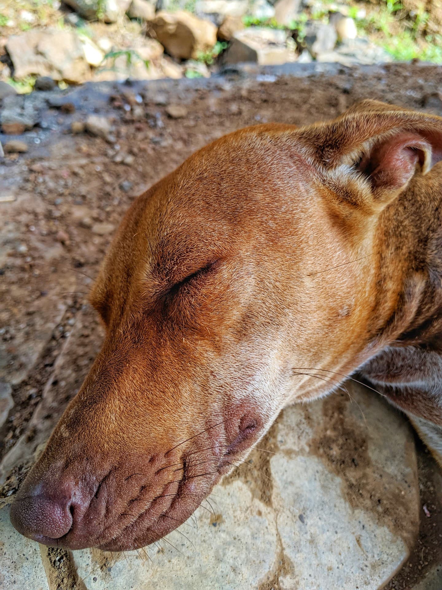 Street Dog