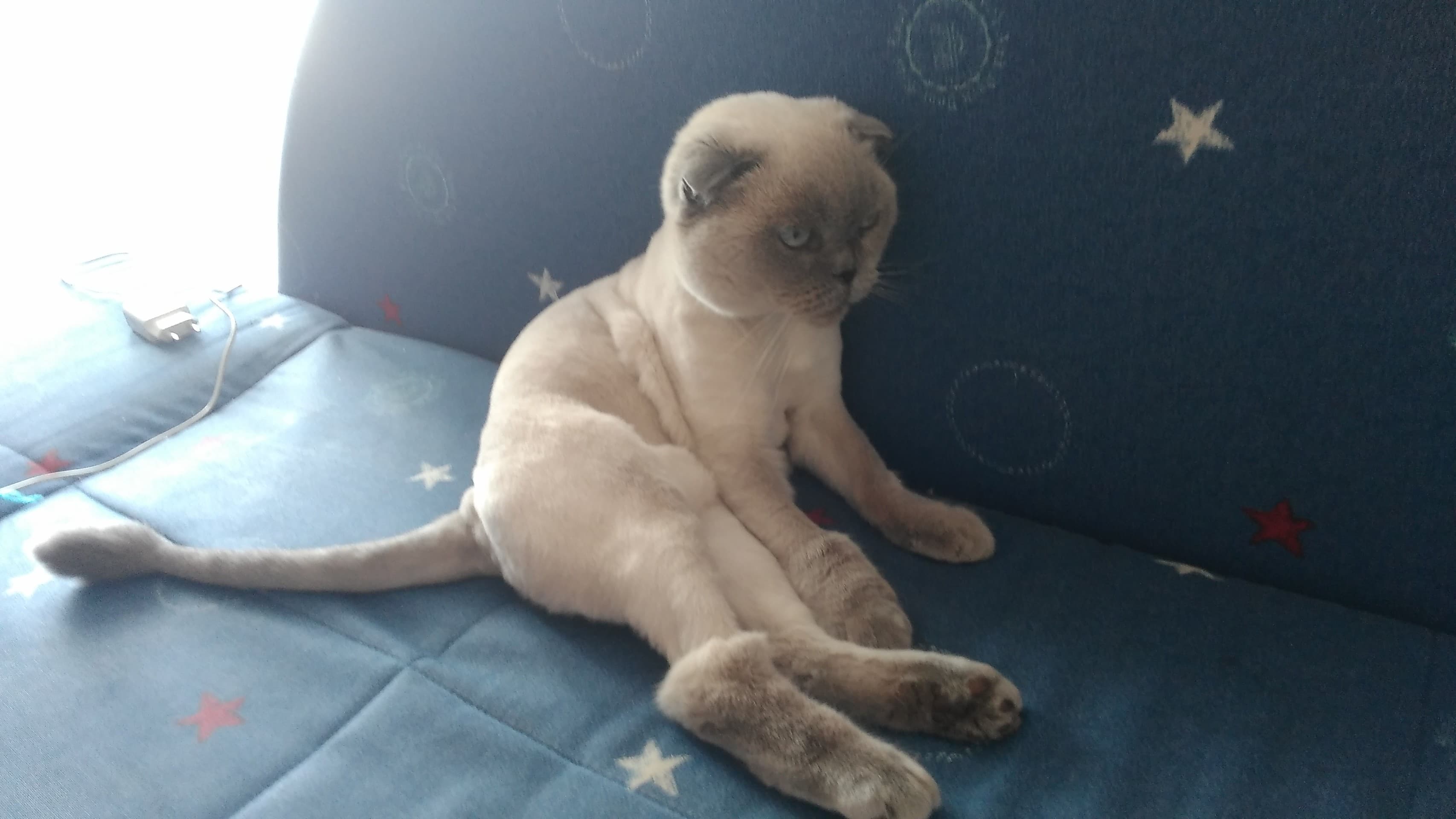 мяу 