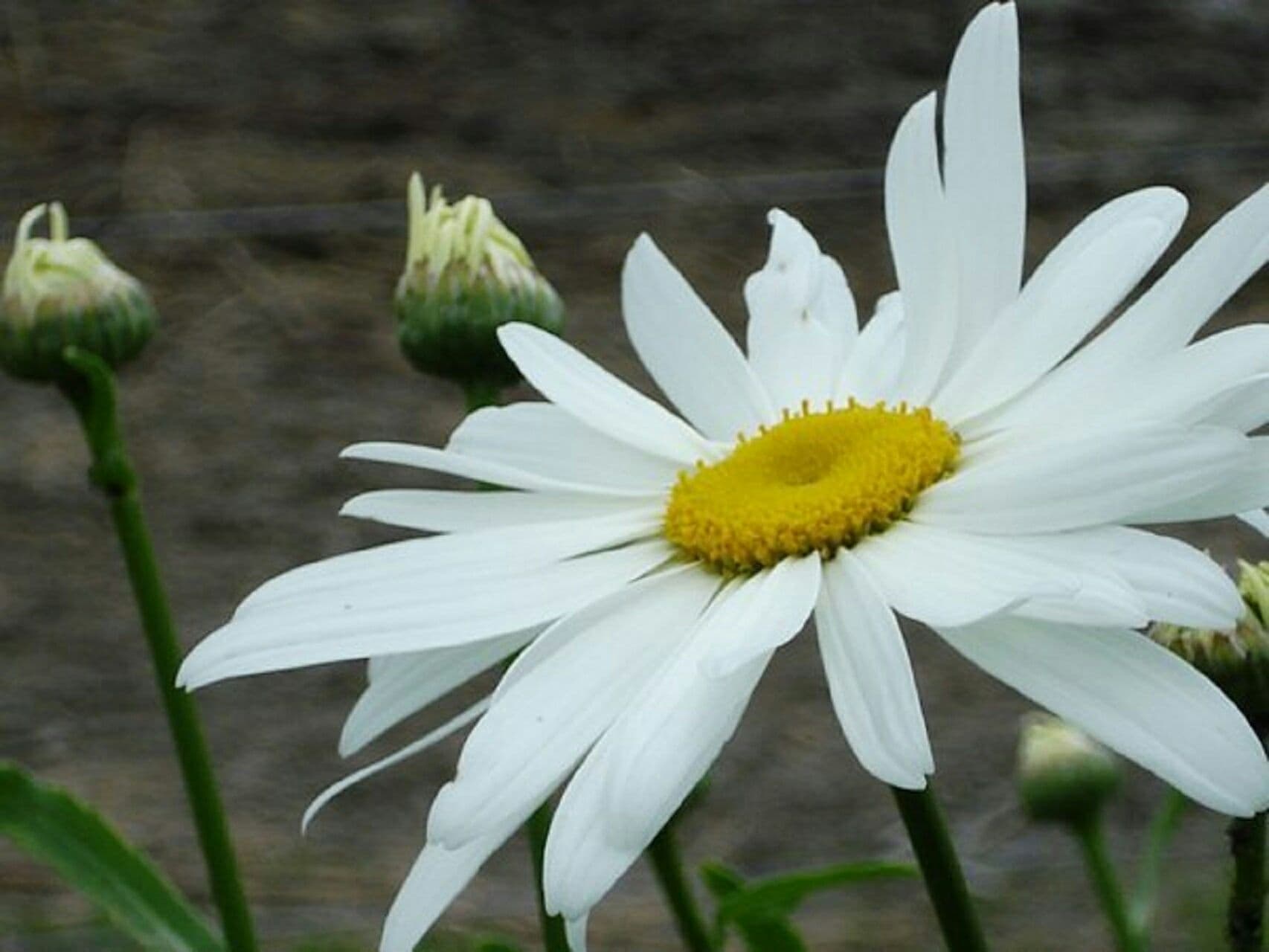 white angel