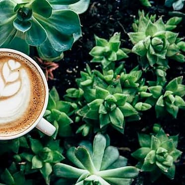 Plantes grasses & café