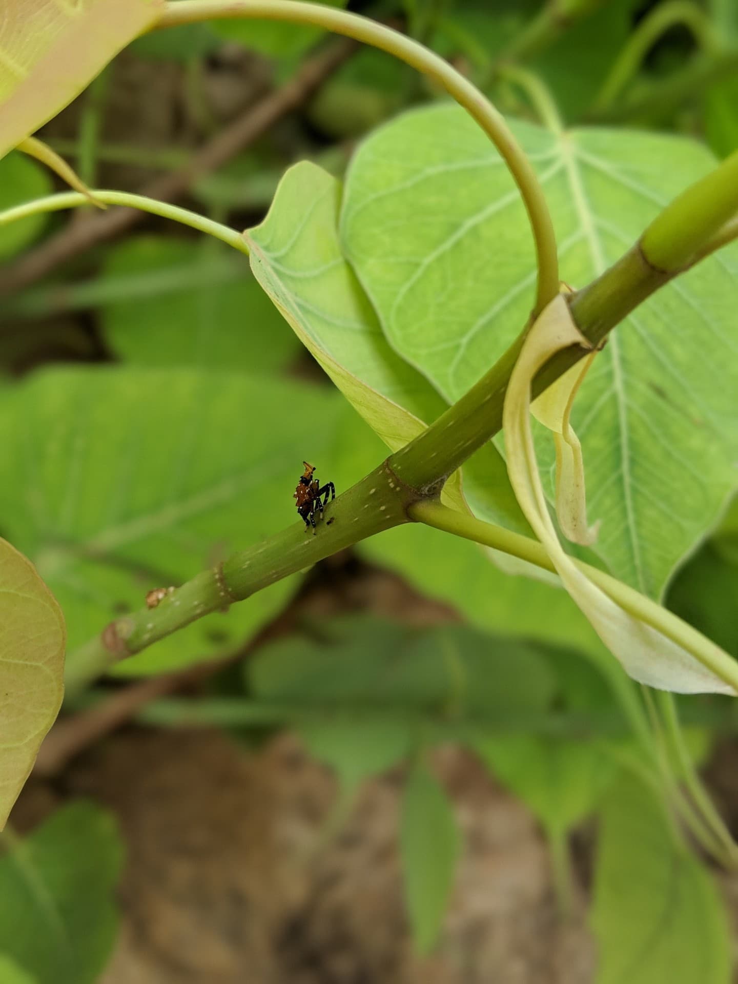 insect