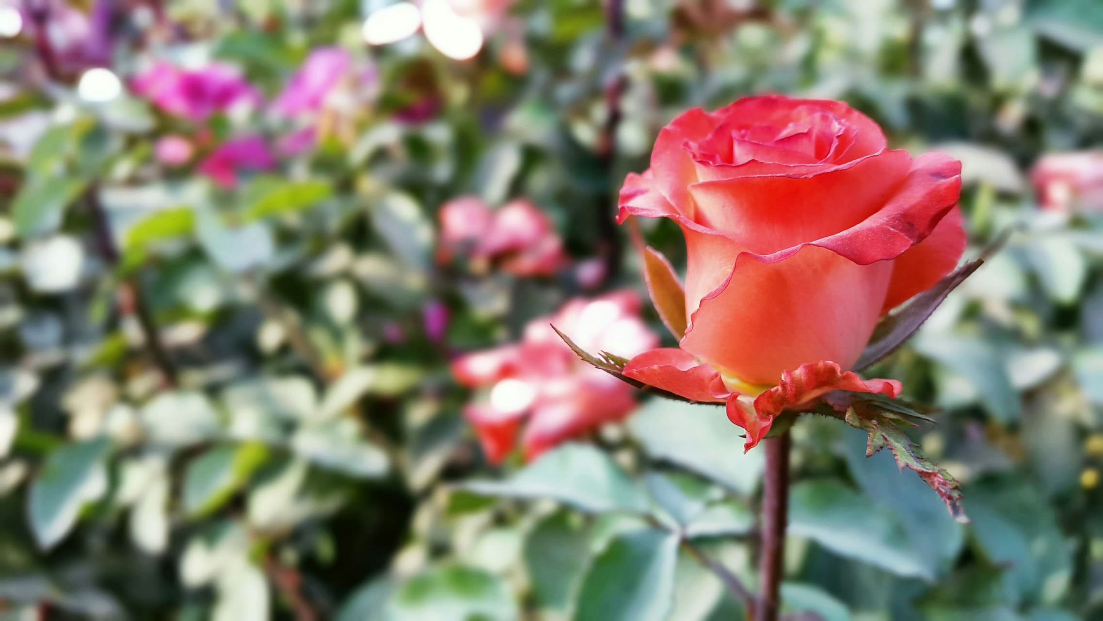 Love Roses