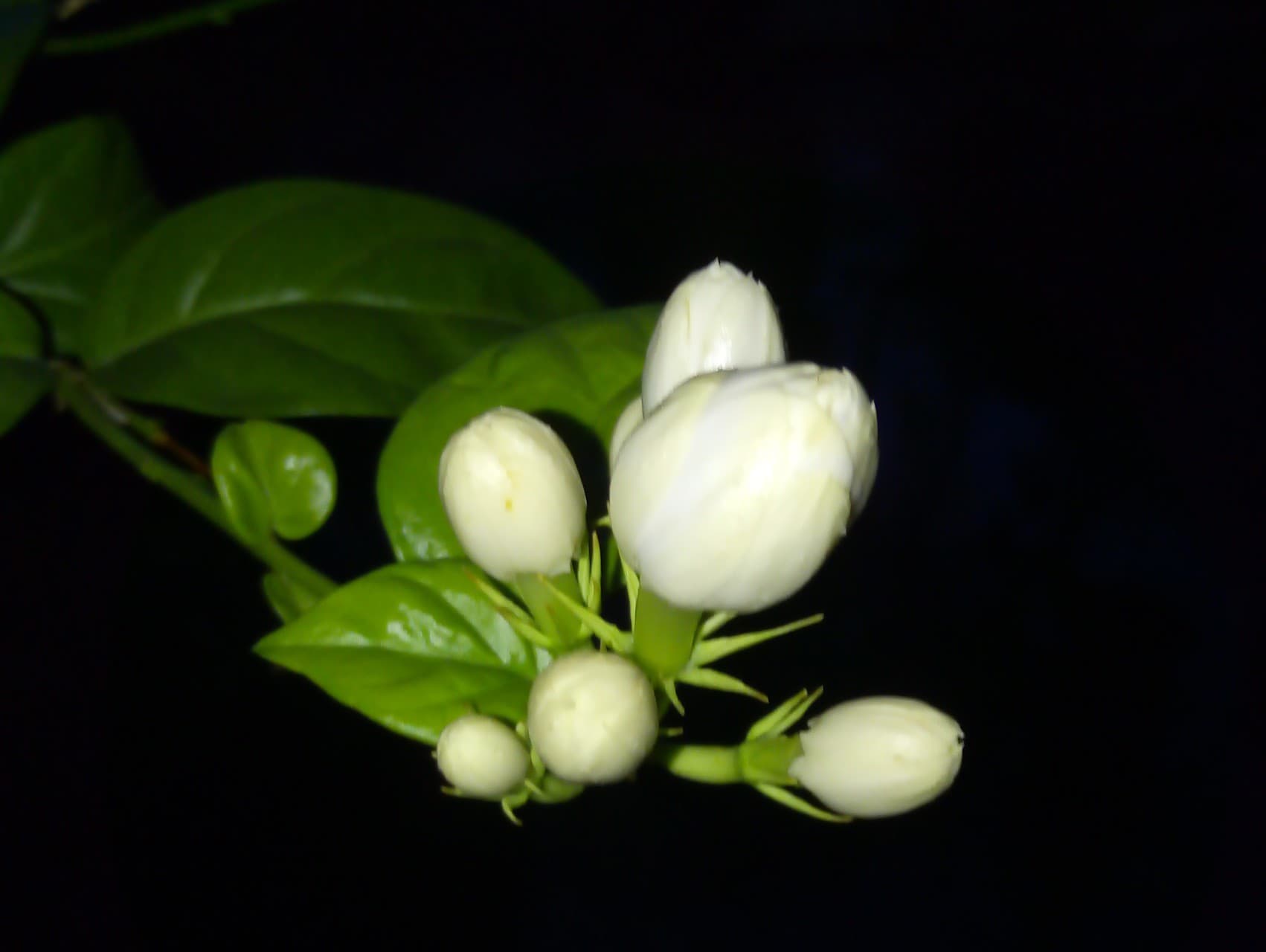 buds