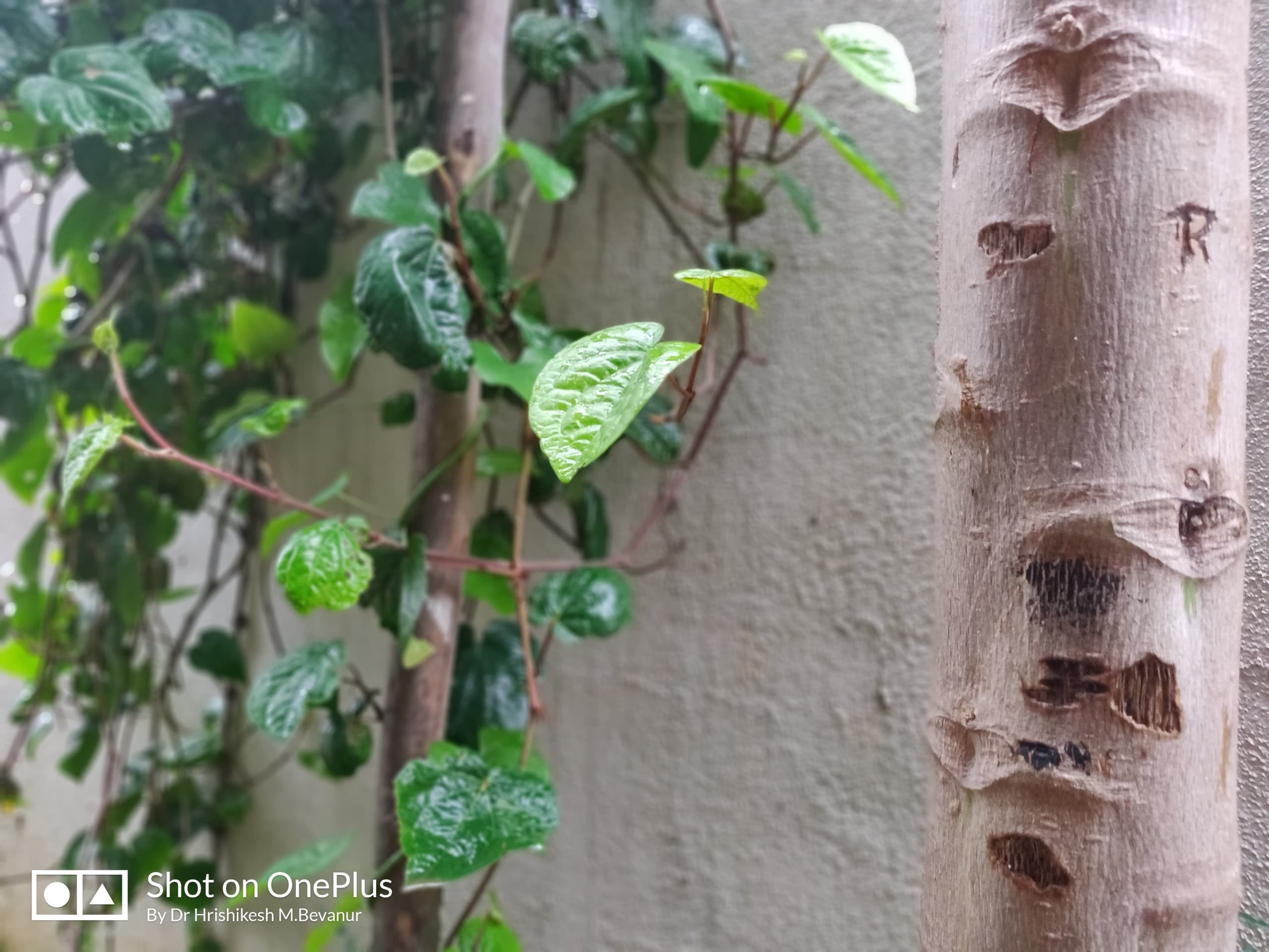 creeper vine