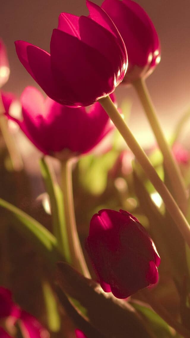 Tulips