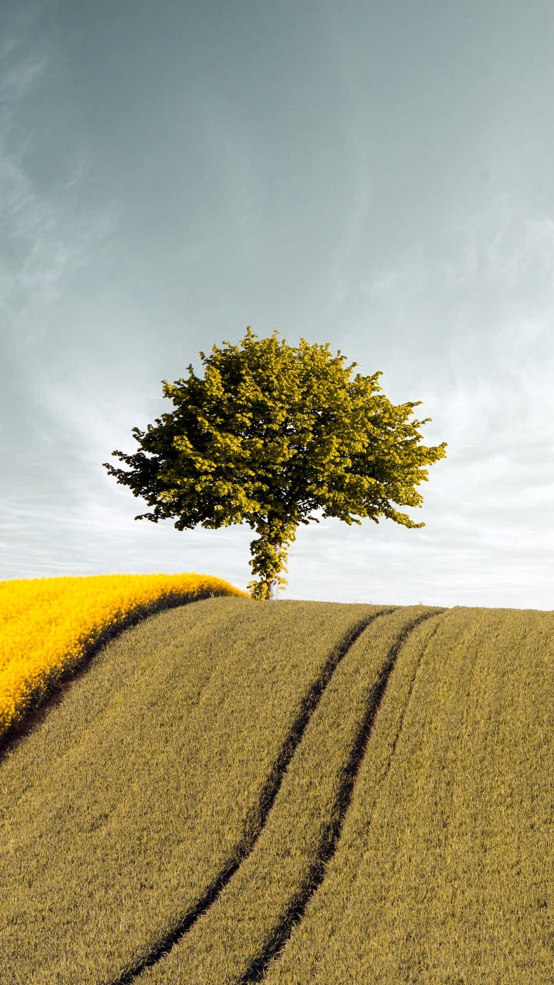 TREE SOUL