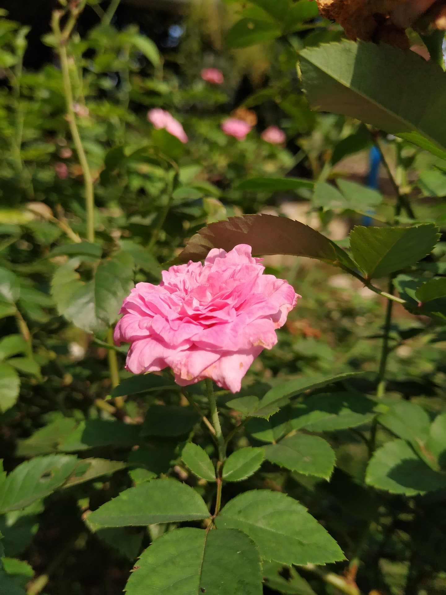 Mi a2 Photography