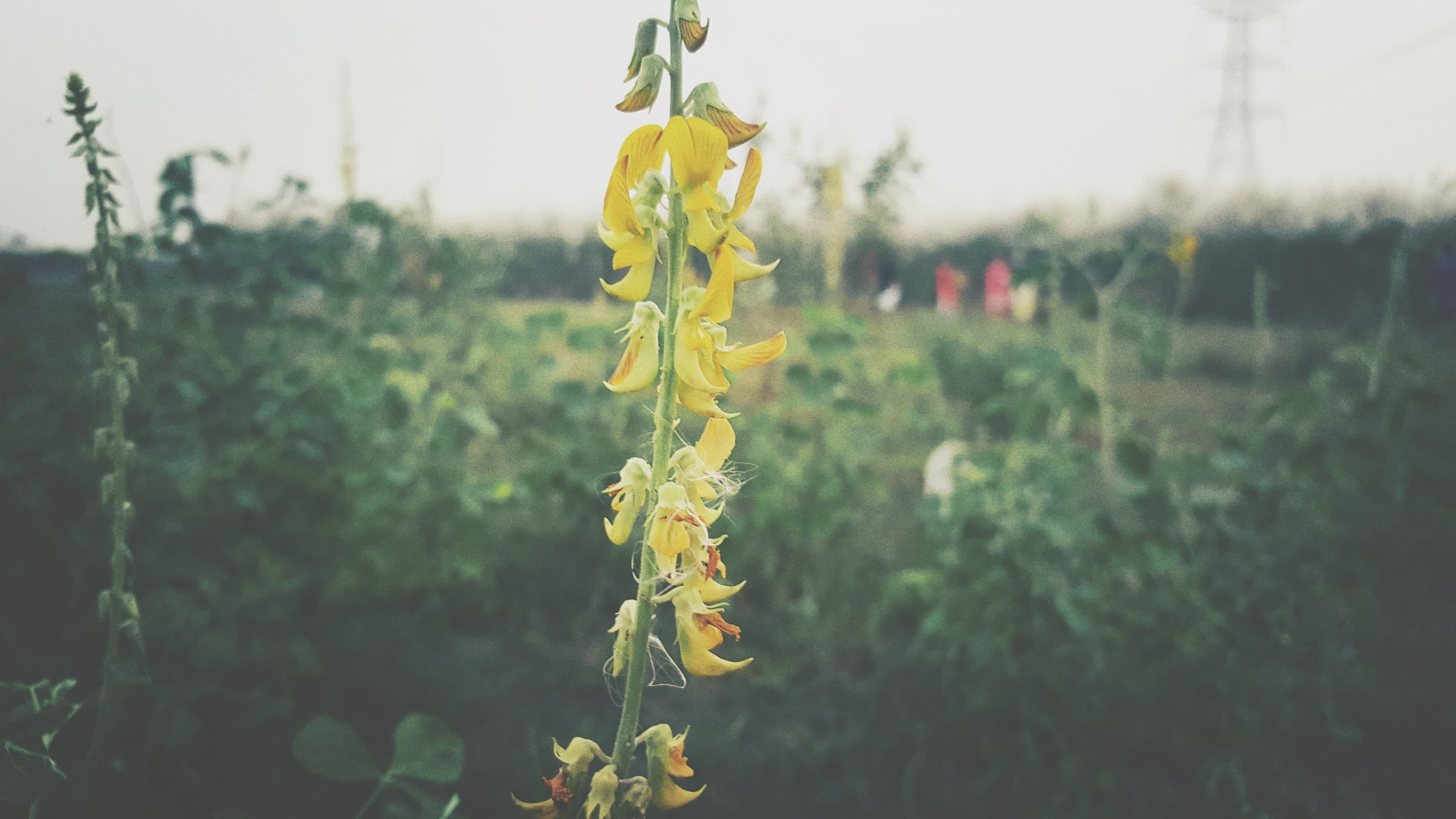 Yellow Beauty