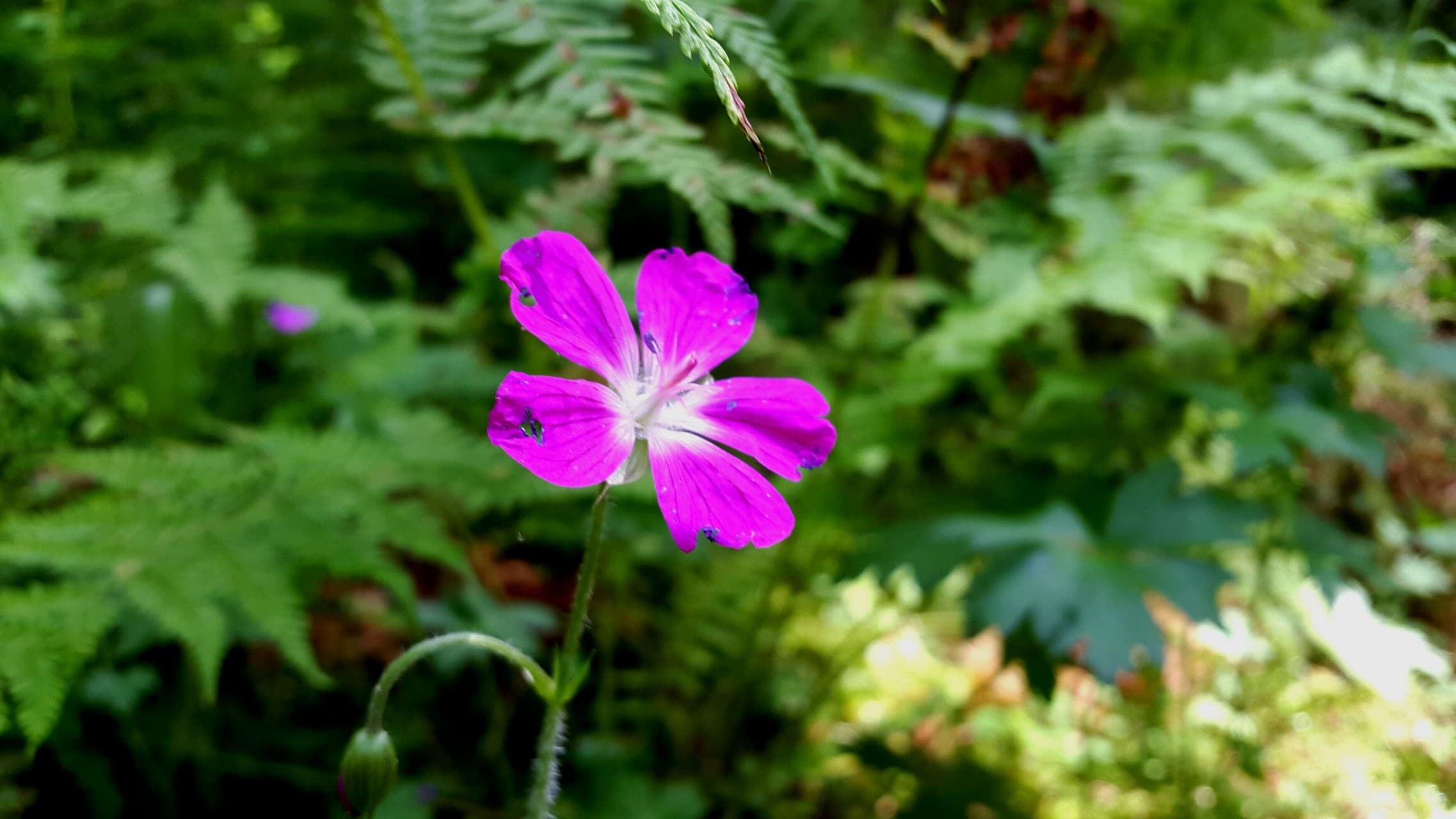 pink flower