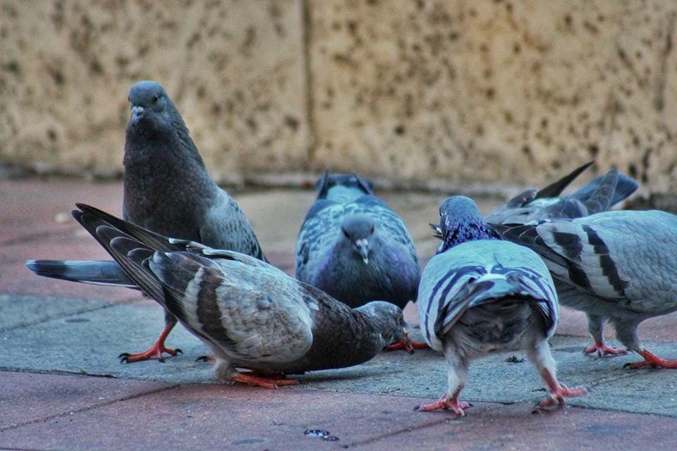 pegeons