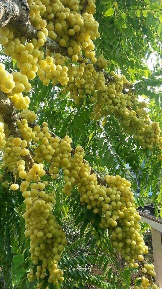 fruit