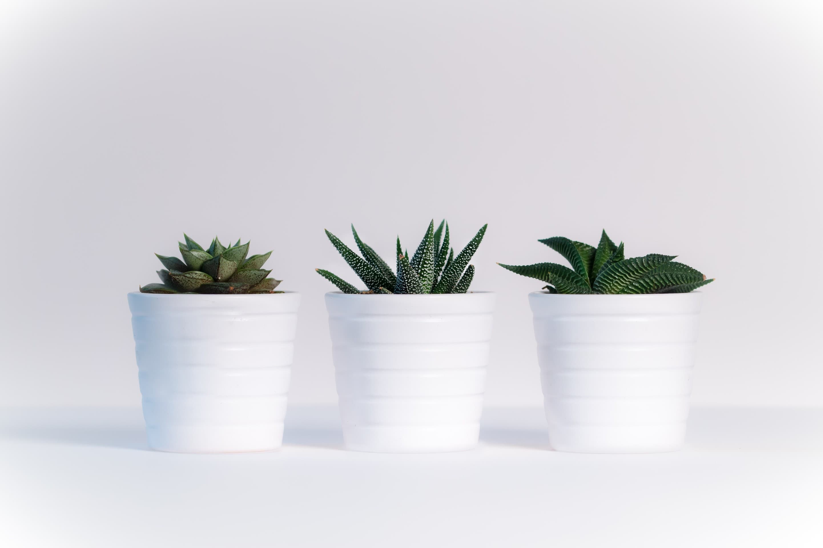 Random Plants