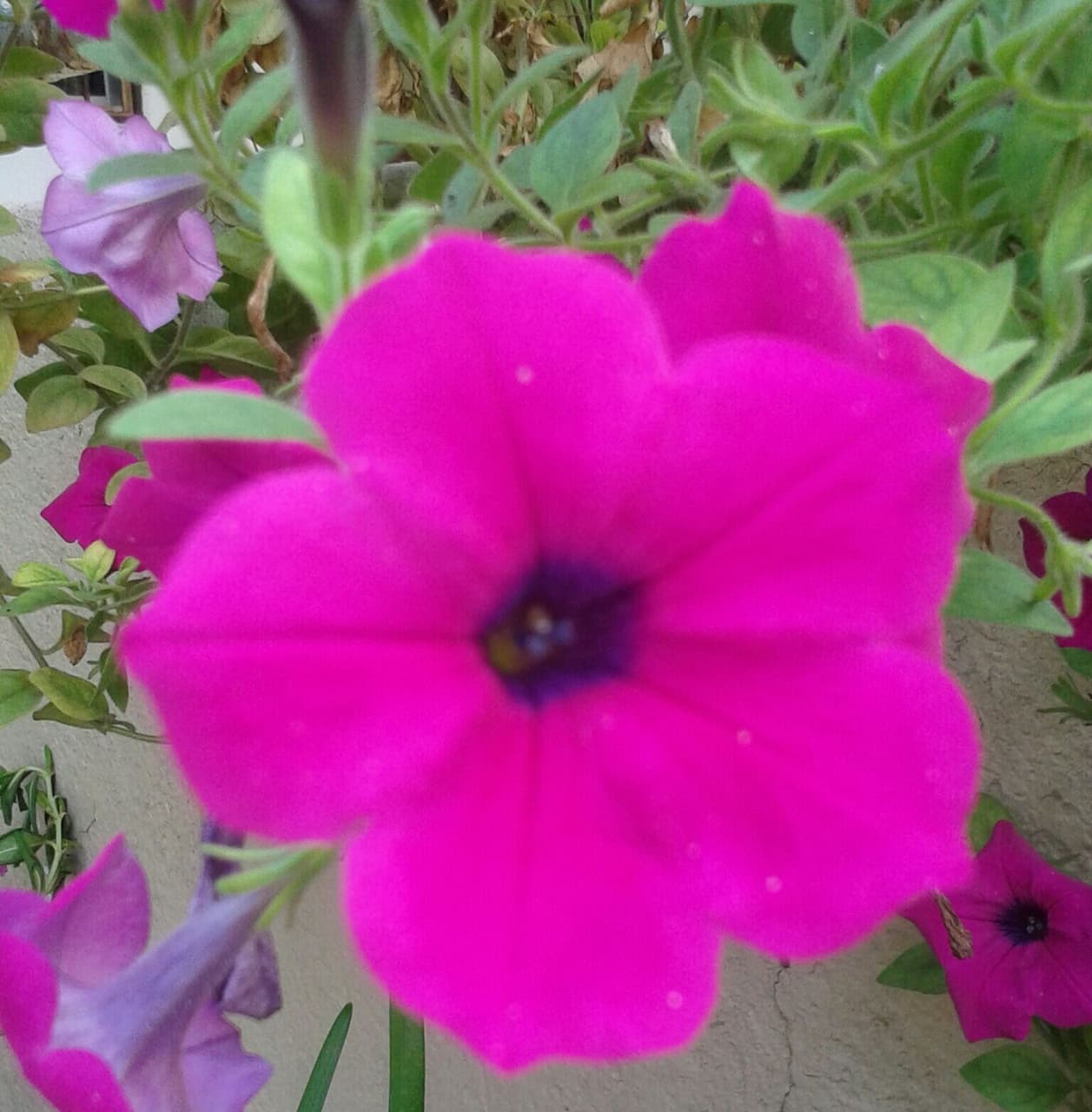 my purple petunia
