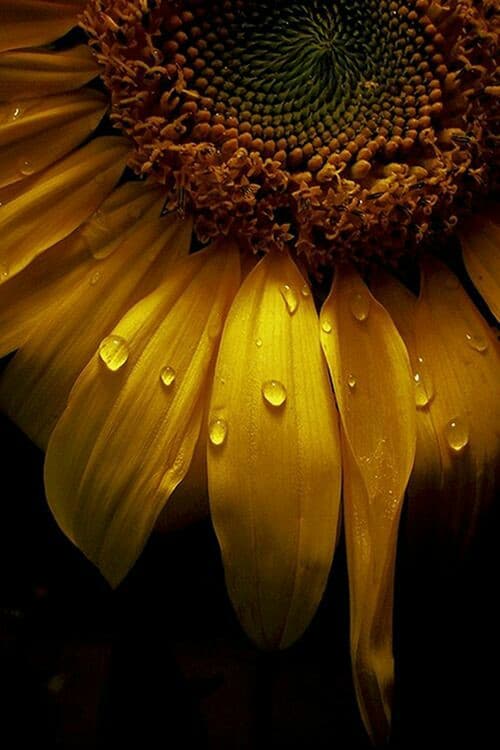 girasole
