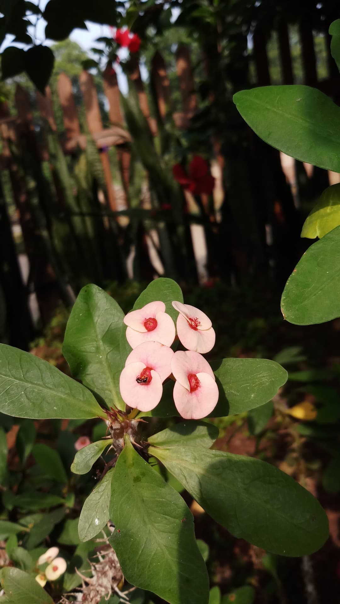 pink euporbhia flowers