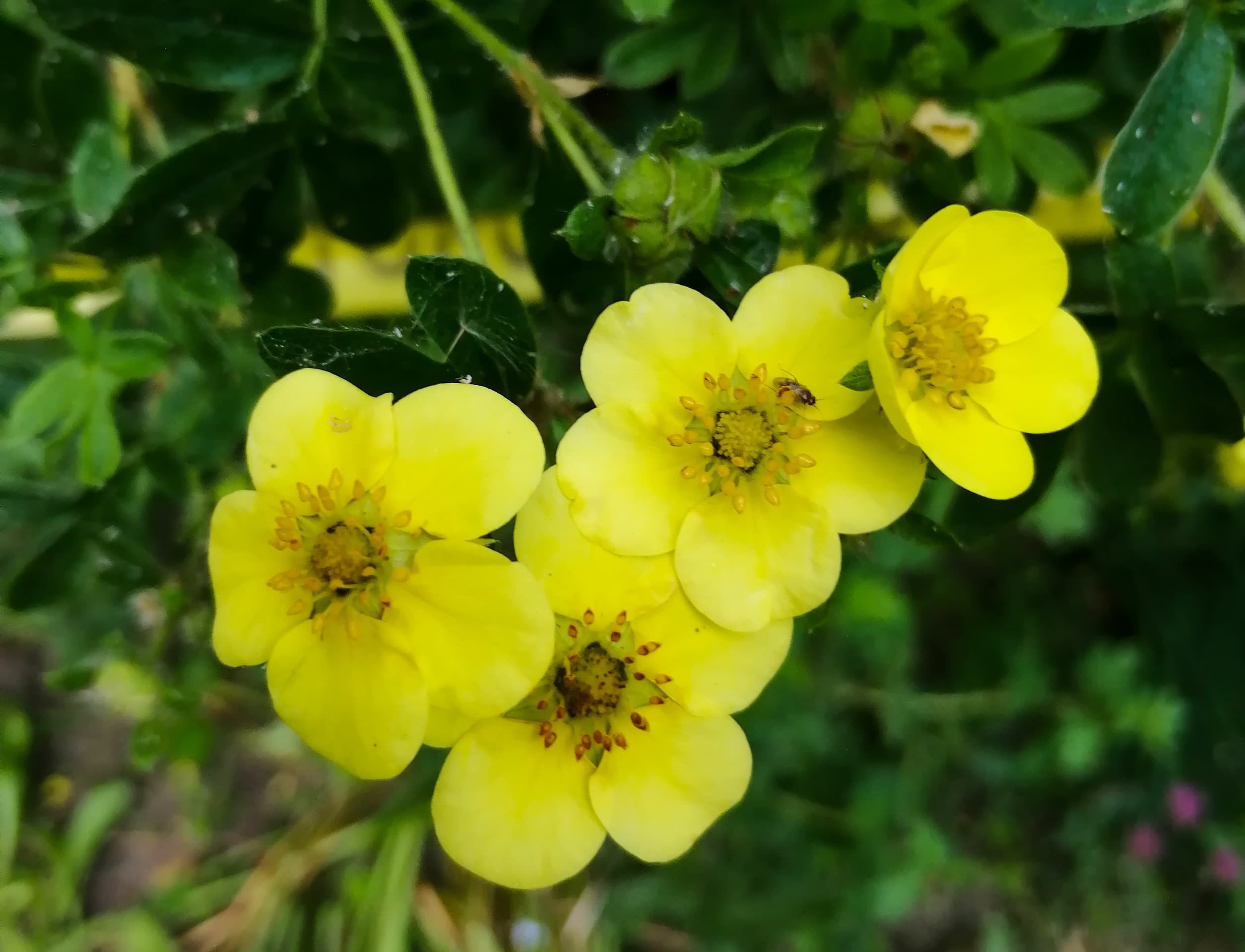 flowers