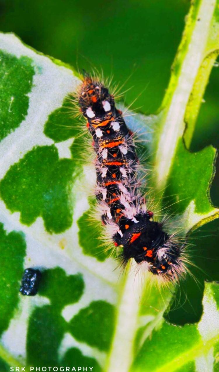 macro photography