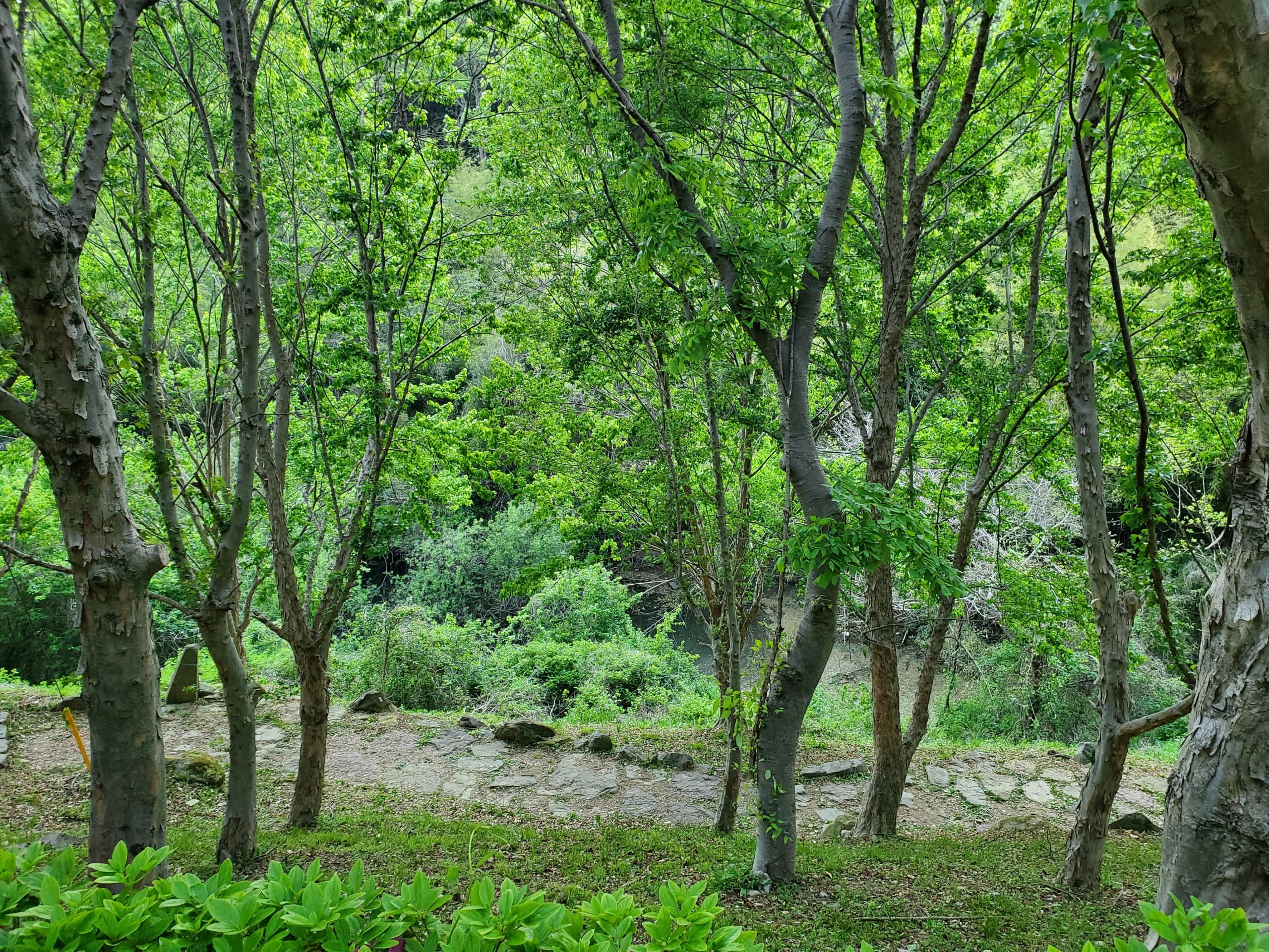 숲