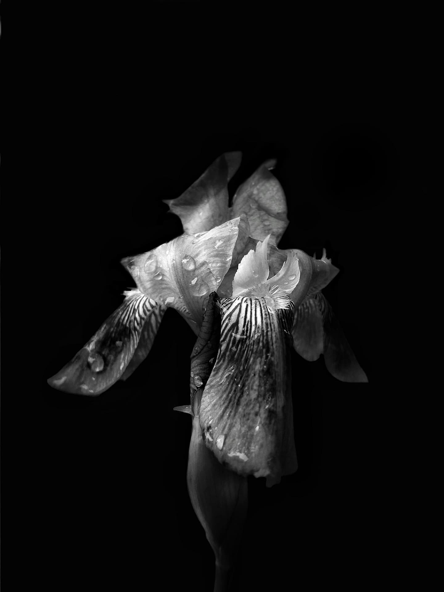Iris