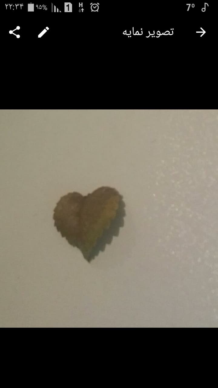 leaf