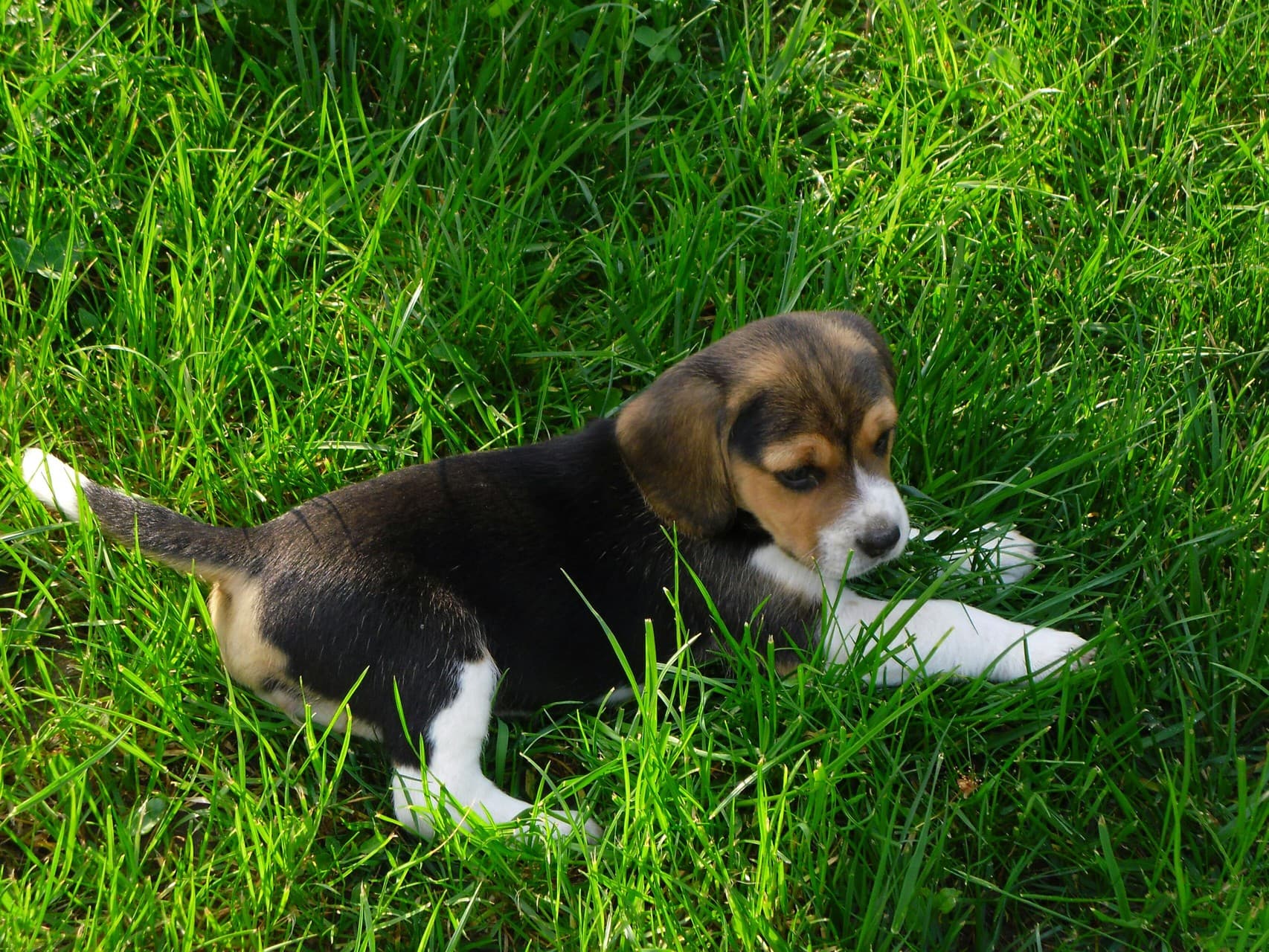 Little beagle