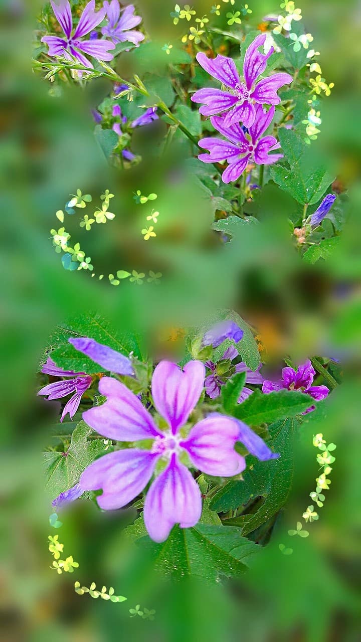 цветы