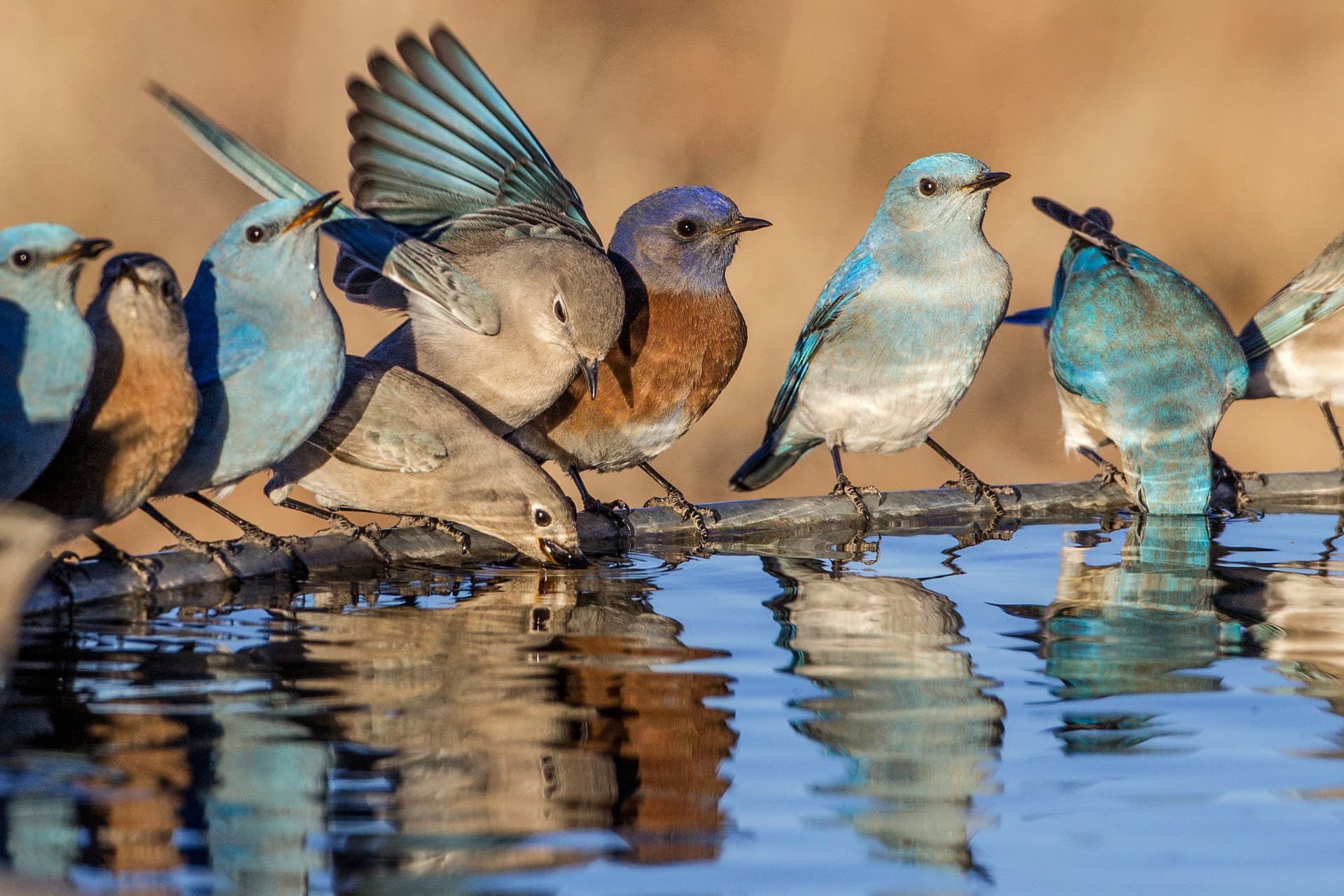 birds