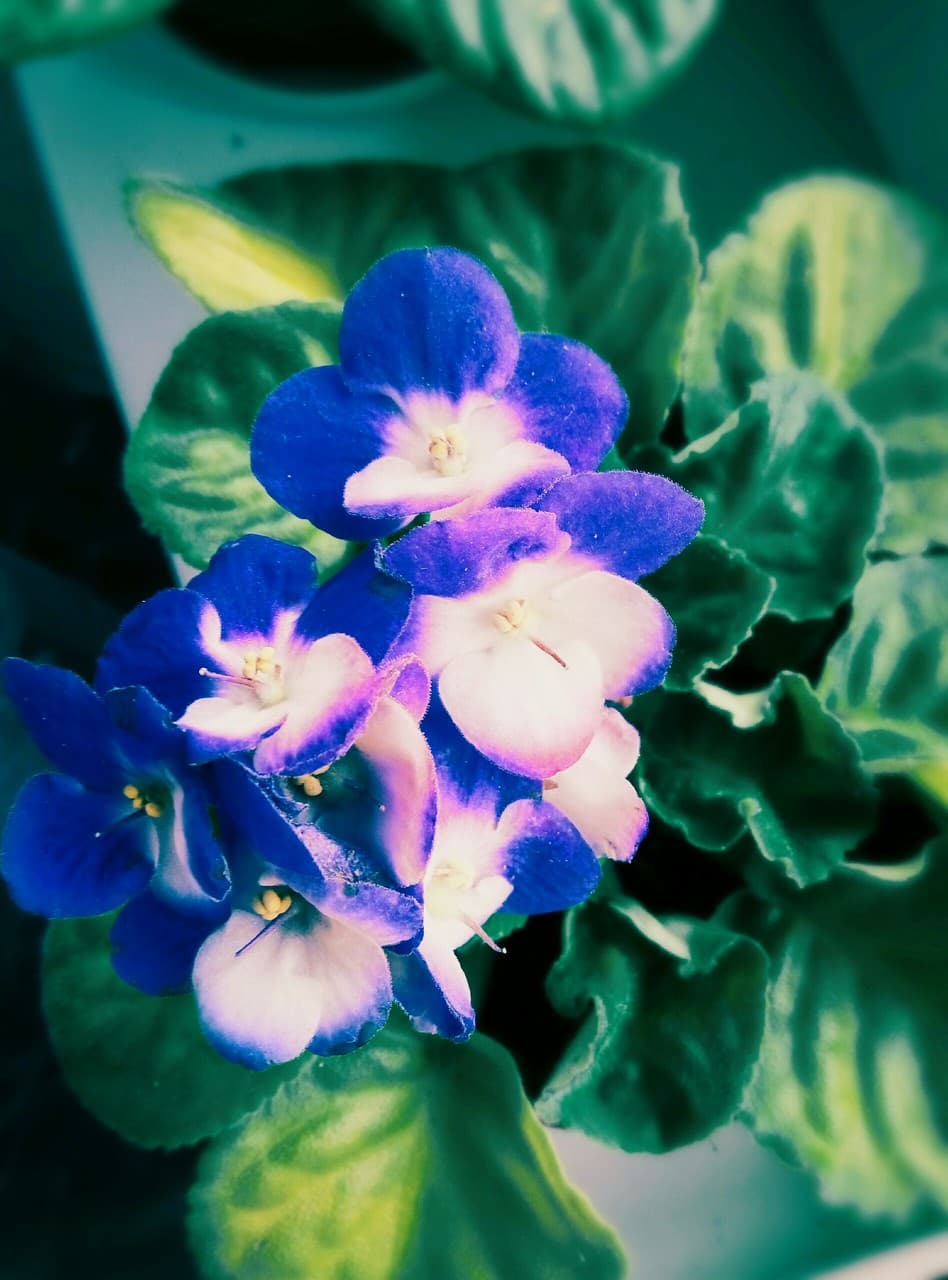 Flowers:)
