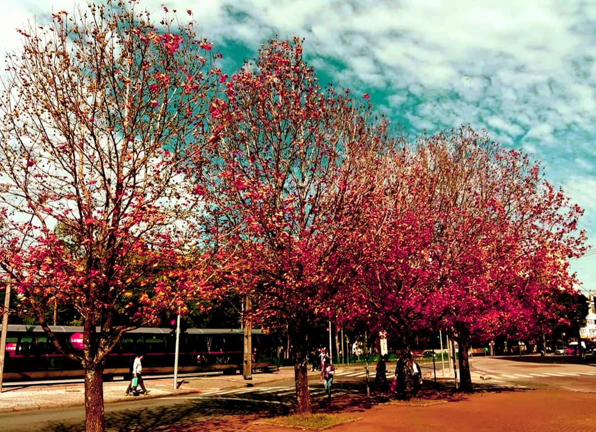 tree