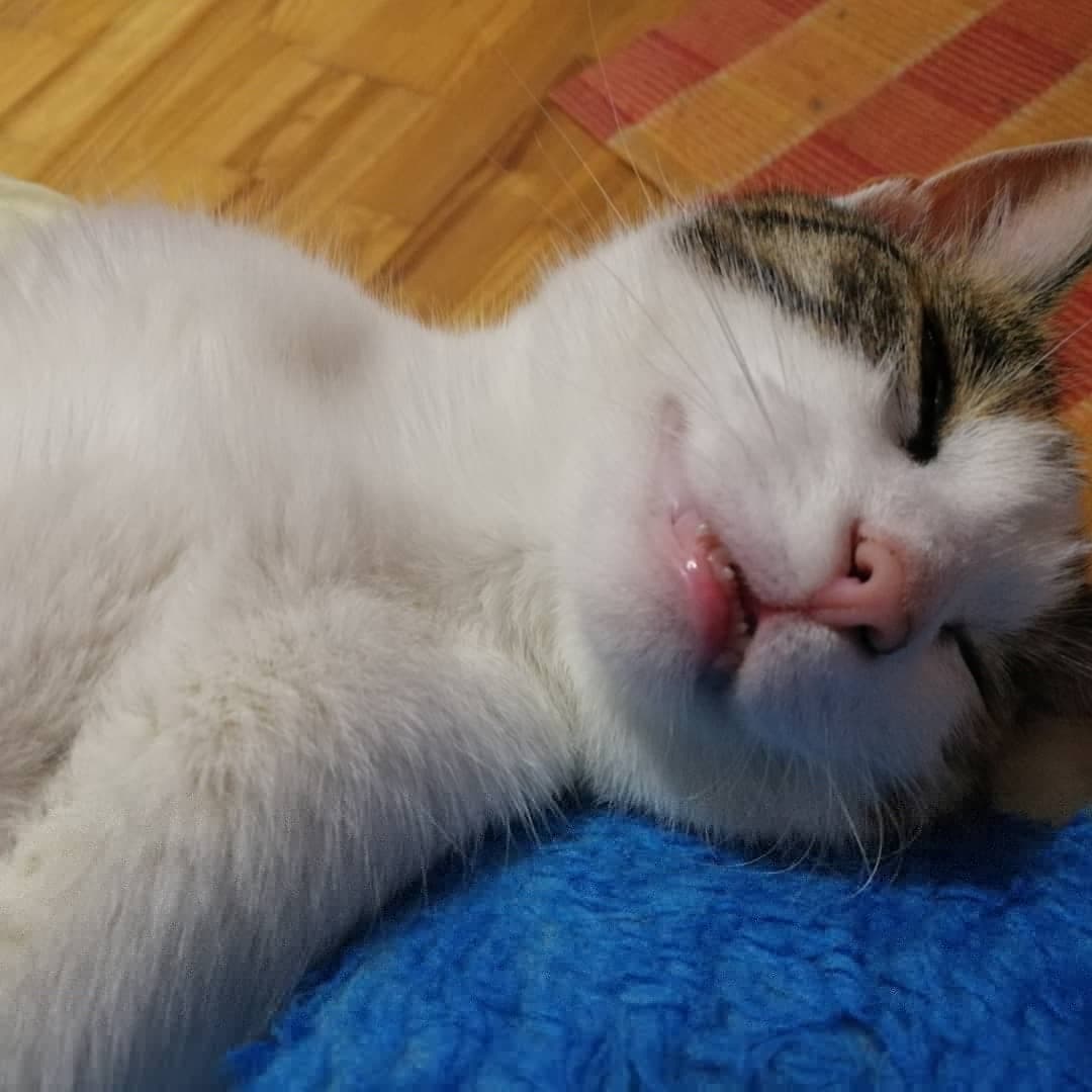 sleeping beauty