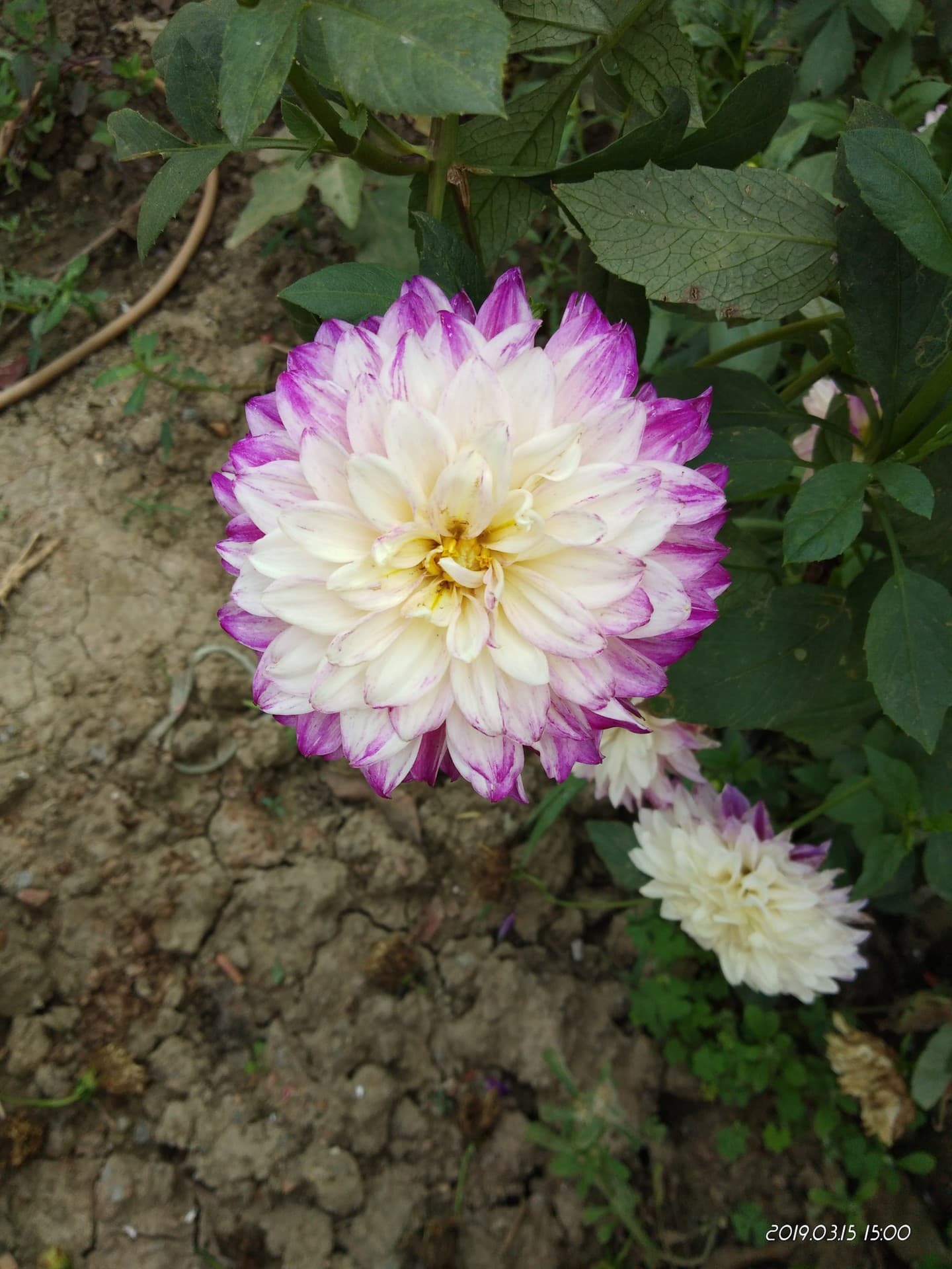 flower