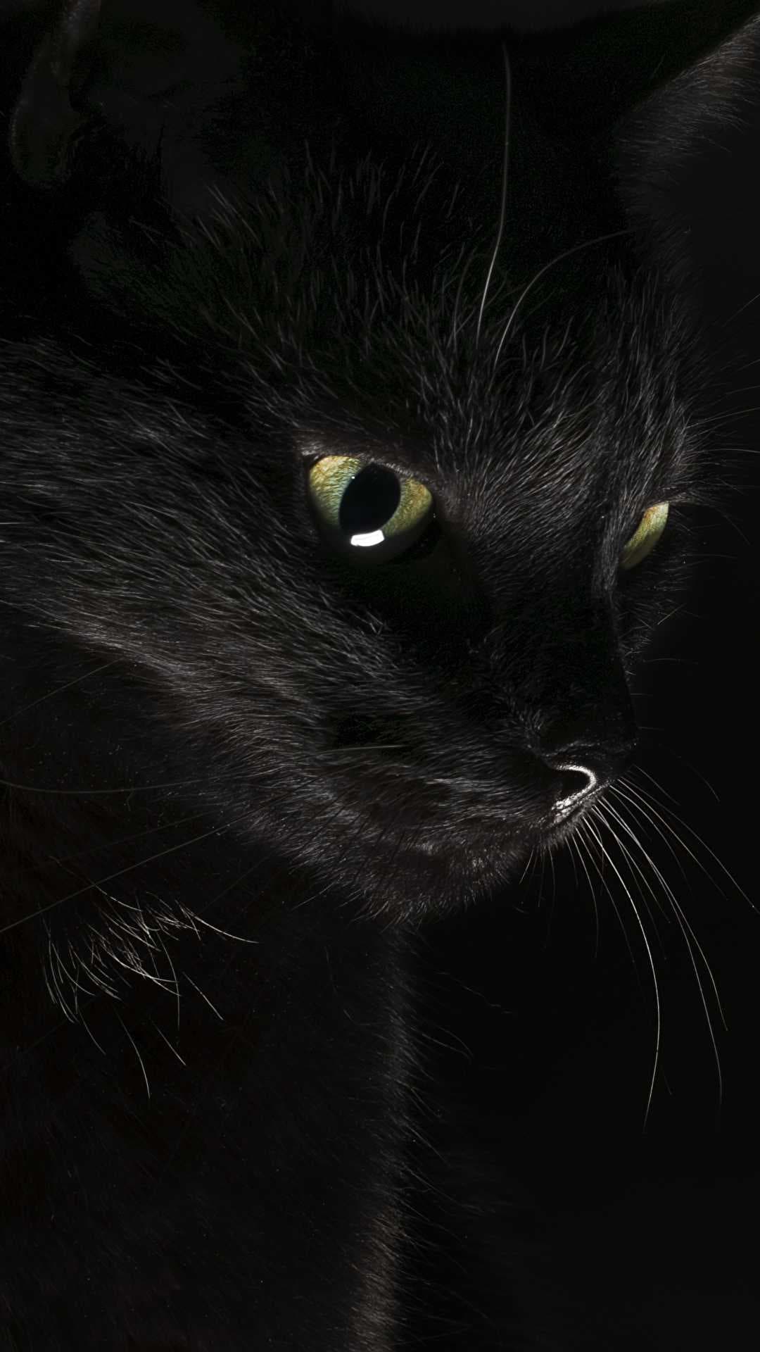 black, cat
