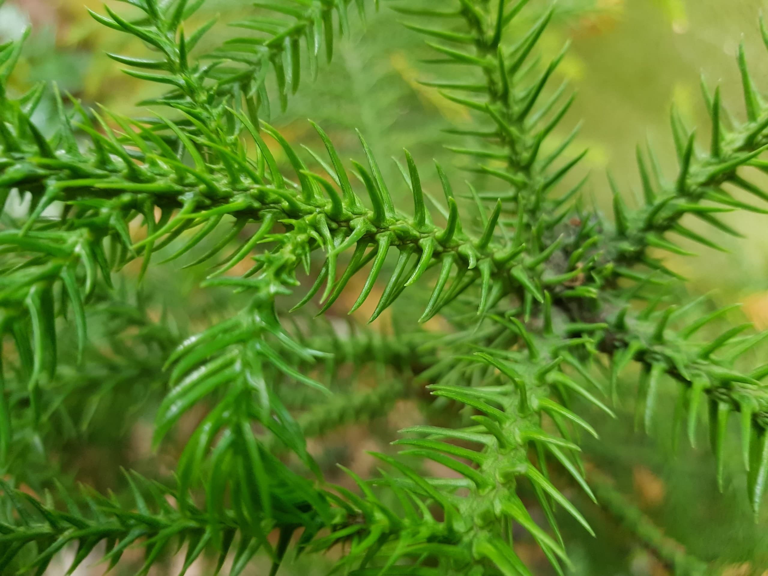 Pine