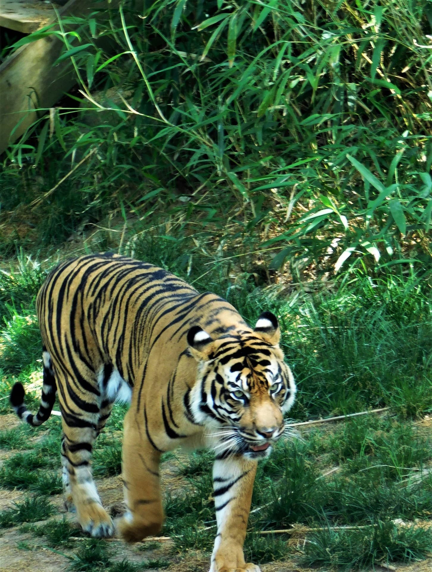 tiger