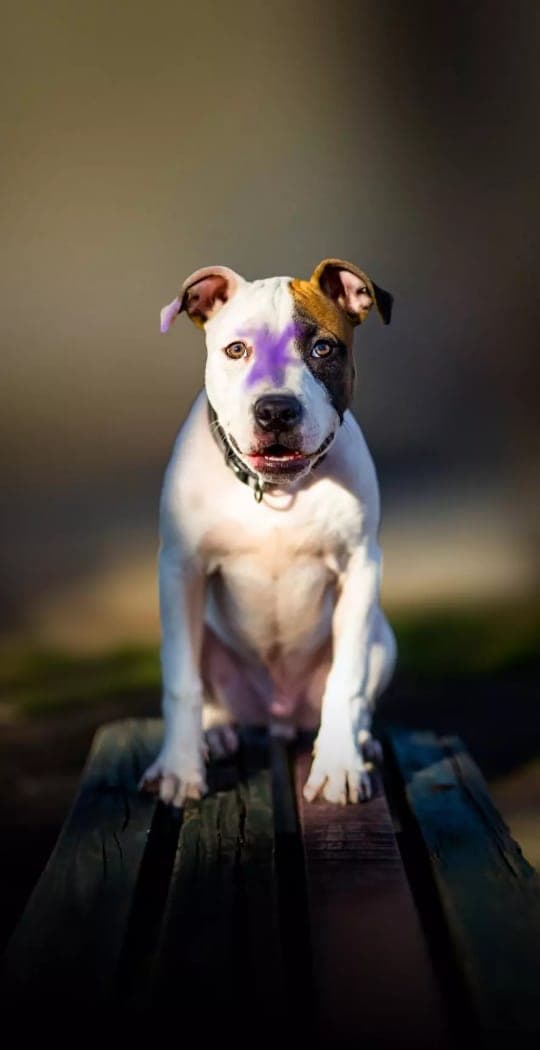 lovely dog