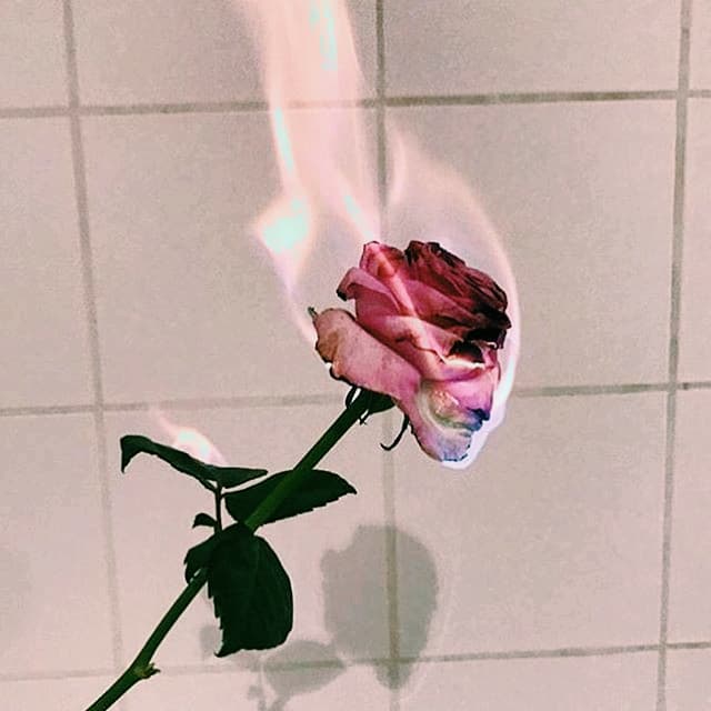 rose