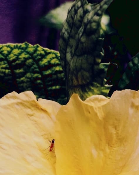 Nature