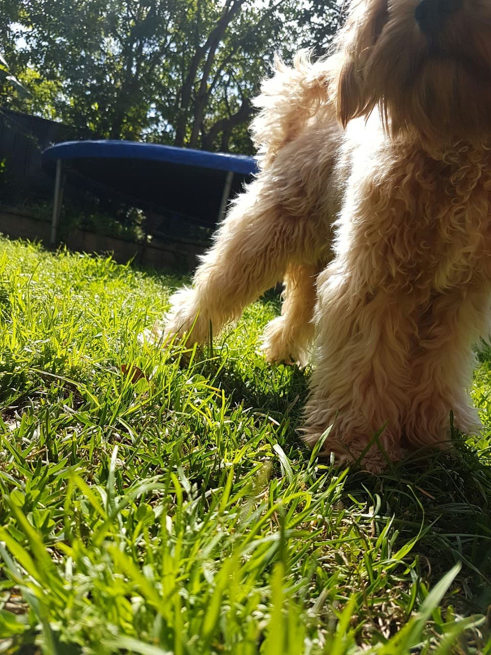 Tobi 