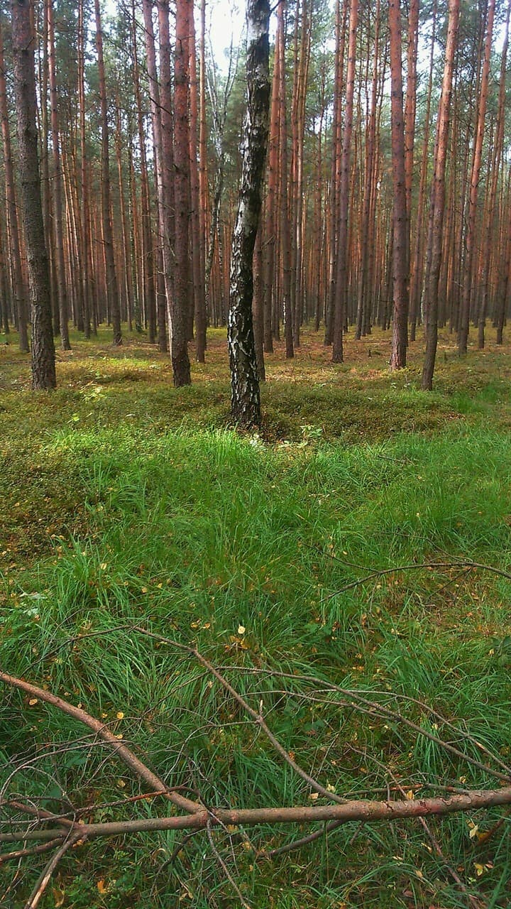 forest