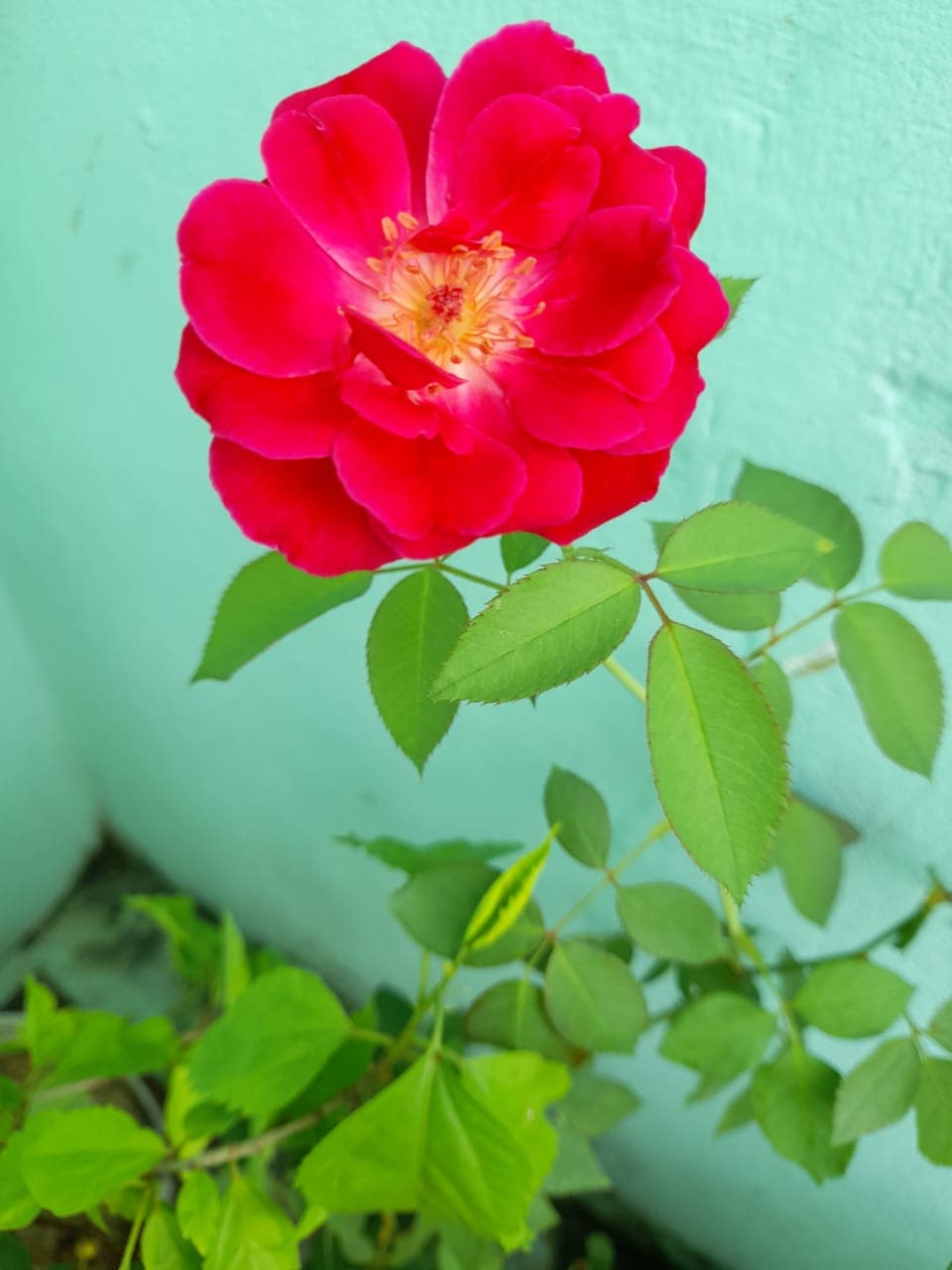Rose