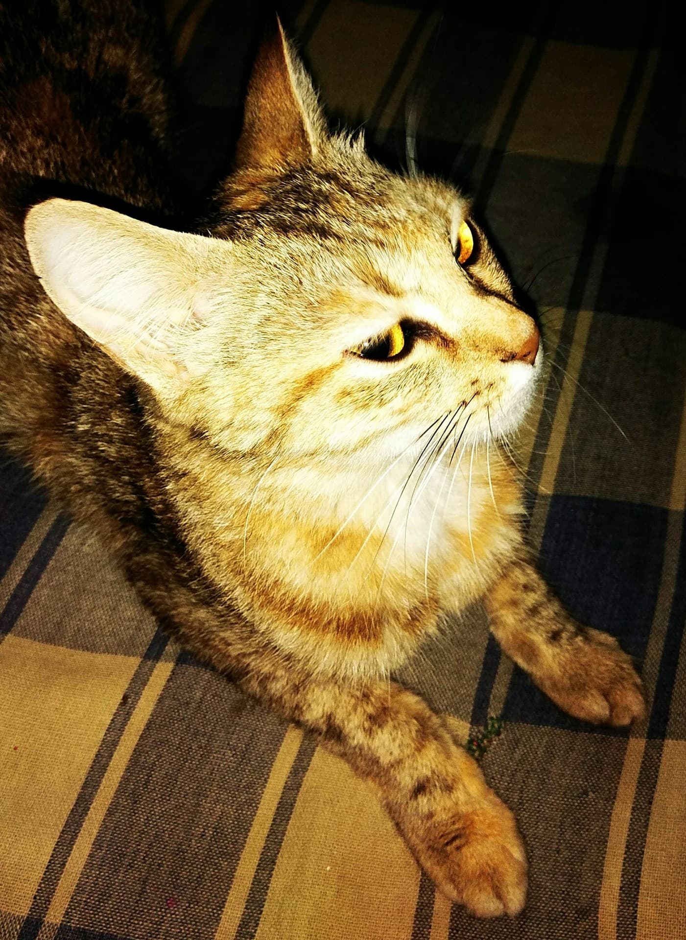 cat