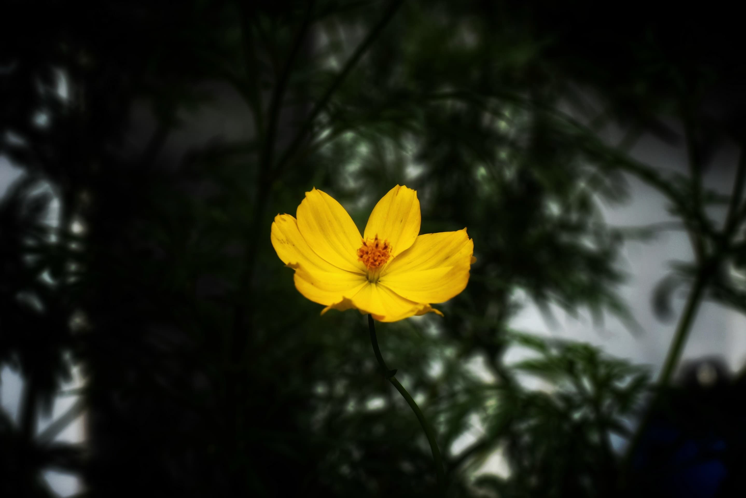 Yellow Flower