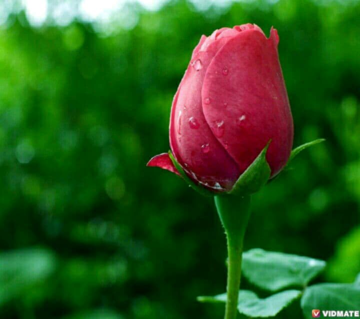 love you rinkal